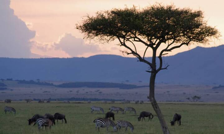 Kenia
Plus: Filmreife «Out of Africa»-Erlebnisse in parkartiger Landschaft voller wilder Tiere; jährliche Tiermigration durch die Serengeti und die Masai Mara als grosses Naturspektakel; Genussmomente auf hohem Niveau für vergleichsweise wenig Geld; herzliche einheimische Bevölkerung, mit der man leicht in Kontakt kommtMinus: Politisch unstabiles Land und keine privaten Wildreservate