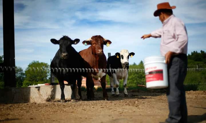 Bauern und Viehzüchter: Weibliche Bäuerinnen und Viehzüchterinnen heiraten meist ihresgleichen. Auch Labortechnologinnen sind bei weiblichen Bäuerinnen beliebte langfristige Partnerinnen. Männliche Bauern und Viehzüchter heiraten ebenfalls häufiger ihresgleichen, oder aber auch männliche Grund- und Mittelschullehrer.