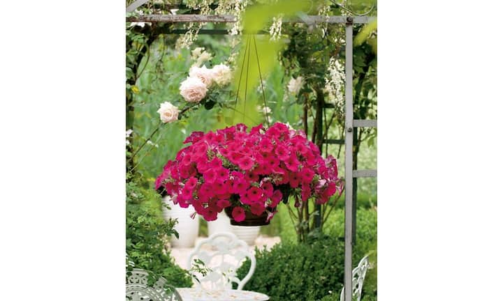 Diese traditionelle Balkongartenkunst erlebt zurzeit eine Renaissance, denn blühende Pflanzenampeln sind ebenso sinnlich wie platzsparend.