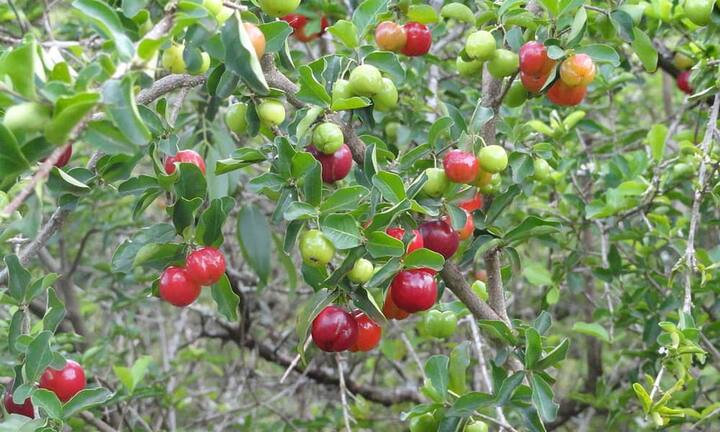 Rang 6: 
0,2 Liter Acerolasaft beinhaltet 40 kcal. (Bild: Adrian Michael/Wikimedia/CC)