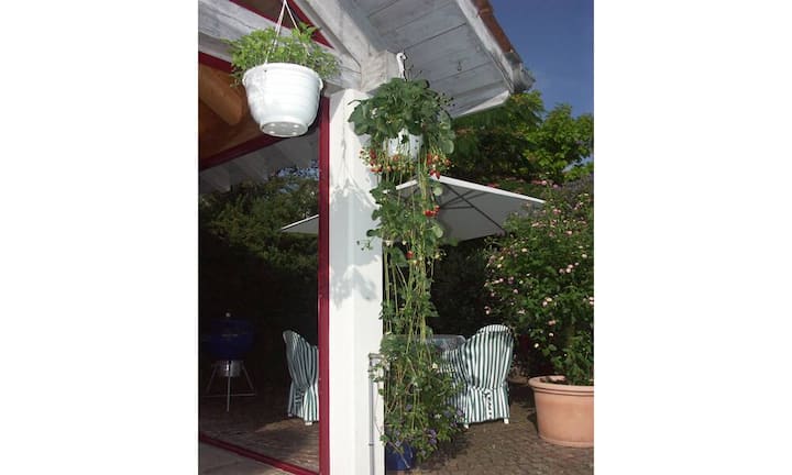 Bei der Gestaltung mit Blumenampeln werden mehrere Gewächse nebeneinander oder untereinander positioniert.