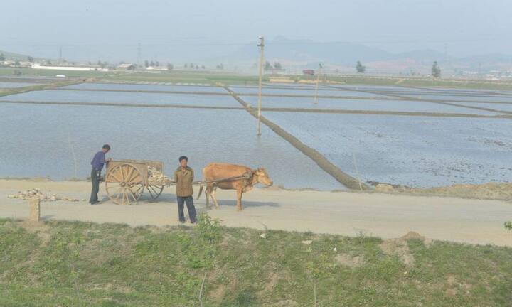 Strassenbau in Nordkorea: Arbeiter mit ihrem Ochsenkarren. Fotografien derartiger Szenen sind in Nordkorea ungern gesehen.