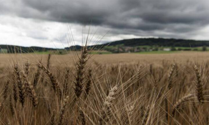 Mit einem Nein-Stimmenanteil von 97,3 wurde die Initiative zur «Getreideversorgung» fast einstimmig abgelehnt. Am 3 März 1929 hat das Stimmvolk eine Grundversorgung durch den Staat abgelehnt. Es ist in der Schweizer Geschichte bisher das grösste Debakel an der Urne für eine Partei.