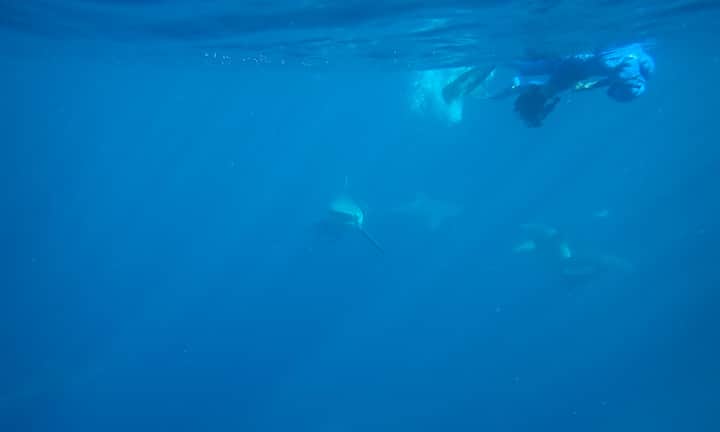 Alles im Blick: Auf Augenhöhe mit Bullen- und Zitronenhaien vor der Küste Floridas. 