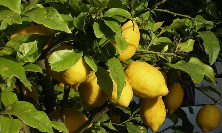 Platz 5: Zitrone
In 100 Gramm Zitrone stecken 51 mg Vitamin C. Am meisten Zitrone, ob Saft oder abgeriebene Schale, befindet sich wohl in Backwaren. (Bild: Valentin Dietrich/Wikimedia/CC)