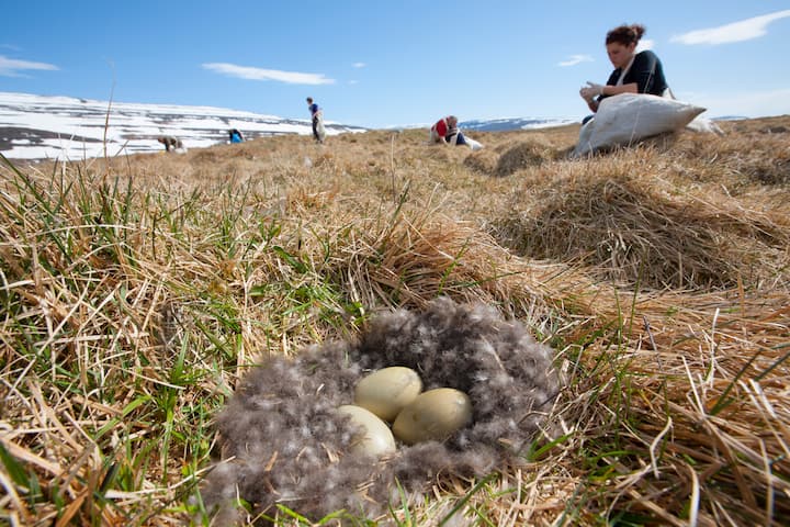 Common eider duck (Somateria mollissima)  nest containing three eggs with people collecting down feathers, Aedey Island, Iceland, June 2007.