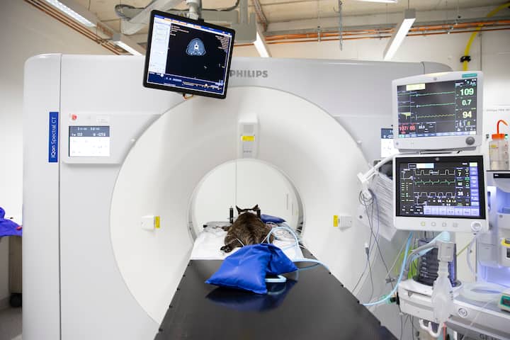 Im Tierspital Zürich wird Spitzenmedizin betrieben – die gleichen Geräte wie in der Humanmedizin kommen zum Einsatz.
