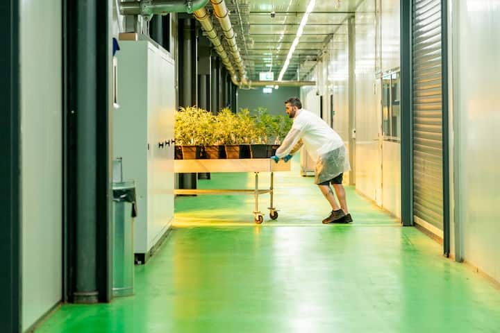 Effiziente­Indoor-ZuchtBis zu 80 Ernten pro Jahr sind durch die Kultivierung mit künstlichem Licht möglich.