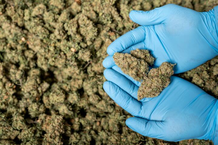 ernte für deutsche apothekenIm Juni produzierte das Unternehmen sein erstes medizinisches THC-Cannabis für den deutschen Markt.