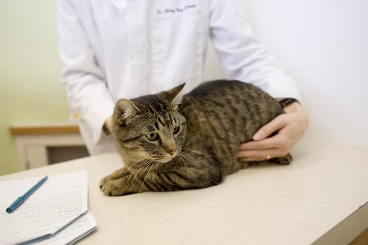 Katze beim Tierarzt