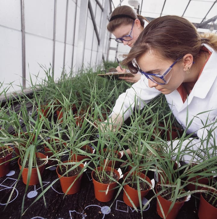 Syngenta Mitarbeiter der Abteilung fuer Saatgutforschung bei der Arbeit im Gewaechshaus, undatierte Aufnahme. Die Syngenta AG ist das fuehrende Unternehmen im Agribusiness. (KEYSTONE/SYNGENTA/STR)    