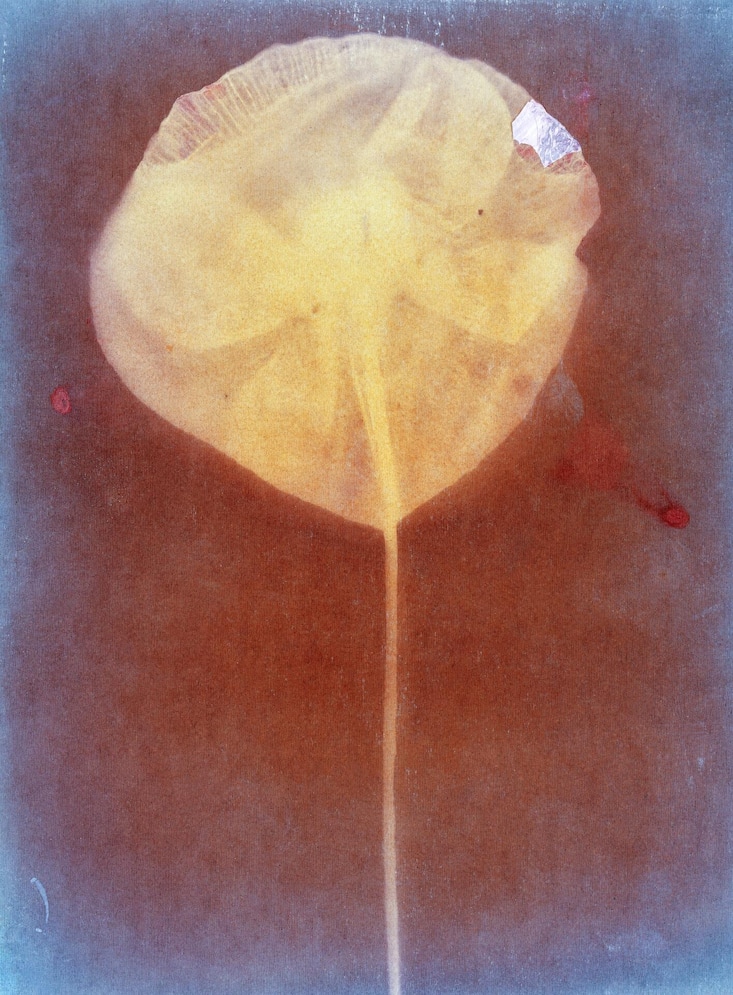 Ester Vonplon, aus der Serie «Flügelschlag», 2020–2025, Fotogramm auf Cellofixpapier (datiert 1907).