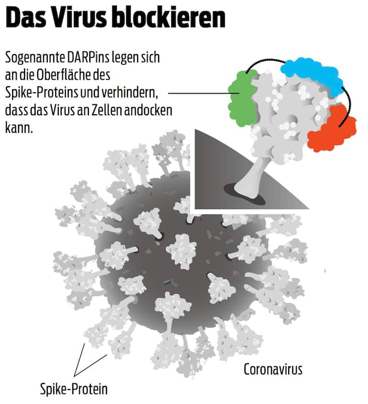 Molecular_Partners_Darpins