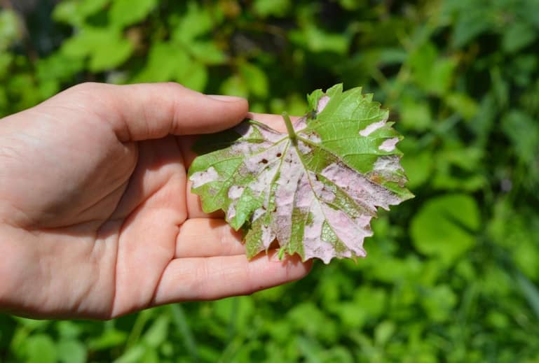 Noch ist Kupfer als Mittel gegen den Falschen Mehltau im Bio-Weinbau zugelassen. Doch das Metall reichert sich im Boden an und kann auf Dauer Bodenlebewesen schädigen.