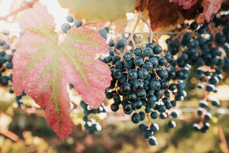 Lambrusco-Sorten sind die Grundlage für den gleichnamigen Frizzante.