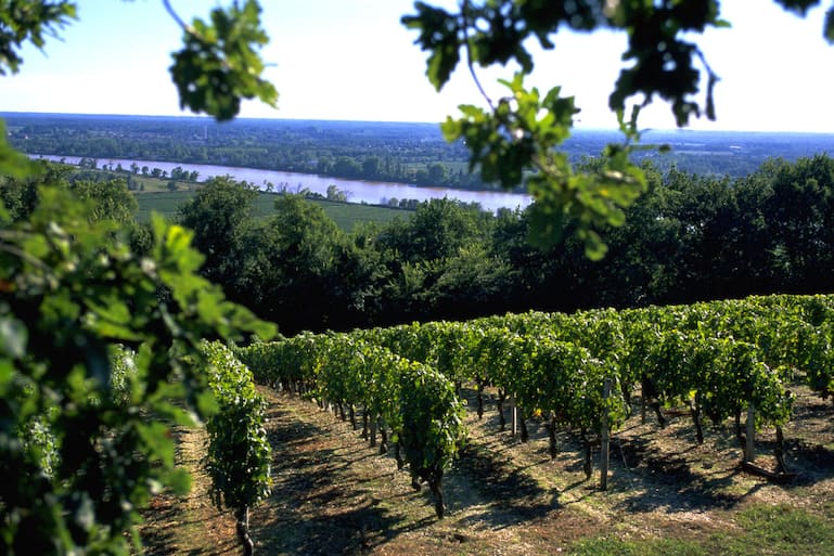 Die Reben von Château de Fontenille liegen direkt an der Garonne.