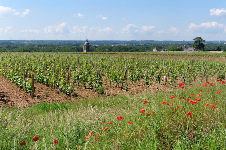 Der Kirchturm von Vouvray blitzt hinter den Chenin-Stöcken hervor.