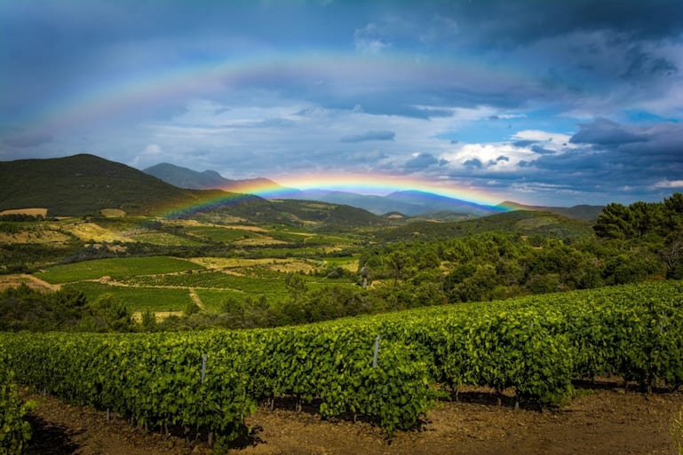 Aus dem Languedoc stammt einer von Commissaire Dupins liebsten Weinen: ein kraftvoller Rotwein, der nach Garrigue duftet.