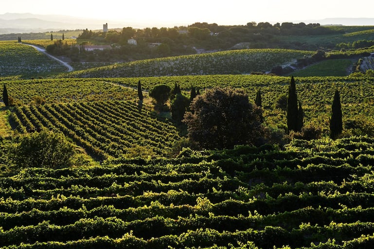 Rebberge in Châteauneuf-du-Pape. 13 Rebsorten sind für den berühmten Rotwein zugelassen.