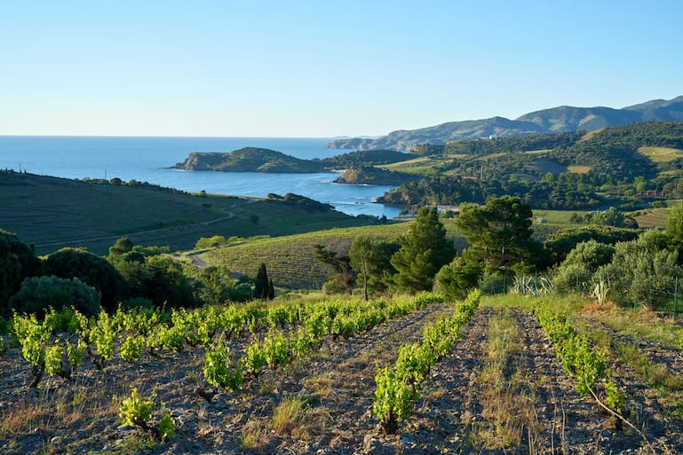 Côte Vermeille heisst die Mittelmeerküste südlich-westlich von Perpignan bis zur spanischen Grenze. Im Hinterland werden die spannenden Süssweine der AOC Banyuls gekeltert.