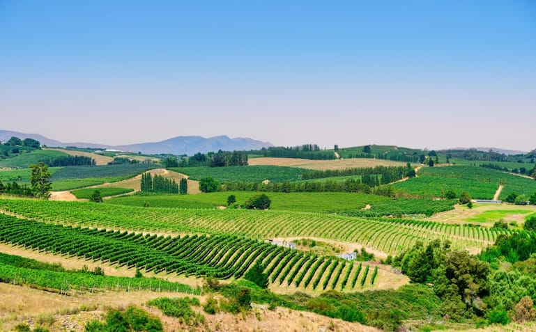 Die Weinregion Elgin am West Kap gehört zu den Cool-Climate-Zonen in Südafrika und ist bekannt für Chenin blanc mit einer feinen Zitrusnote.